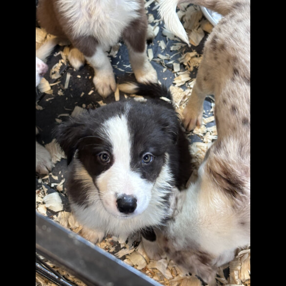 Border Collie - Both