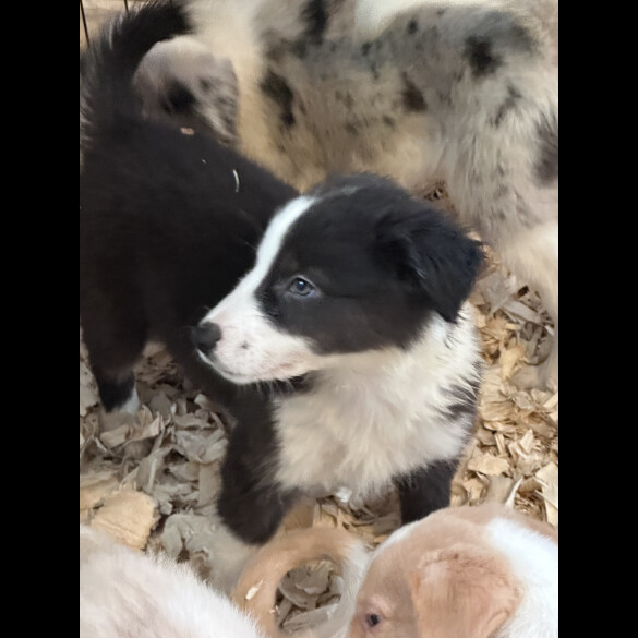 Border Collie - Both