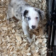 Border Collie - Both