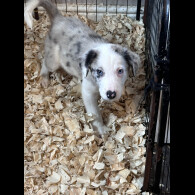 Border Collie - Both