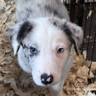 Border Collie - Both