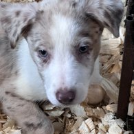 Border Collie - Both