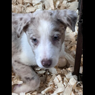 Border Collie - Both