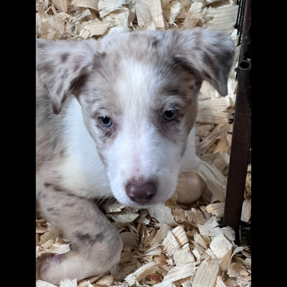 Border Collie - Both