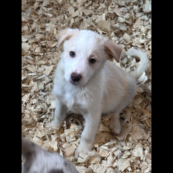 Border Collie - Both