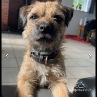 Border Terrier - Dogs