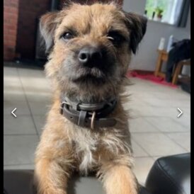 Border Terrier - Dogs