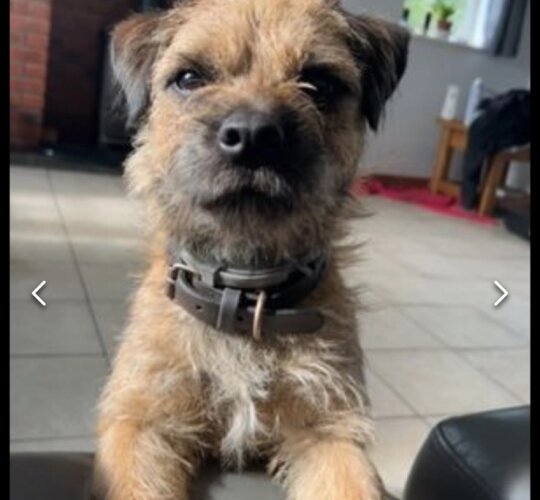 Border Terrier