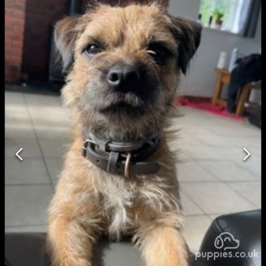 Border Terrier - Dogs