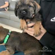 Border Terrier - Dogs