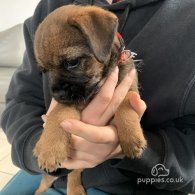 Border Terrier - Dogs