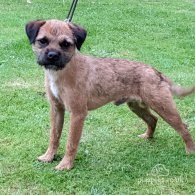 Border Terrier - Dogs