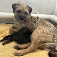 Border Terrier - Dogs