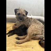 Border Terrier - Dogs