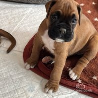 Boxer - Both