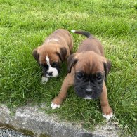 Boxer - Both