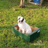 Boxer - Dogs