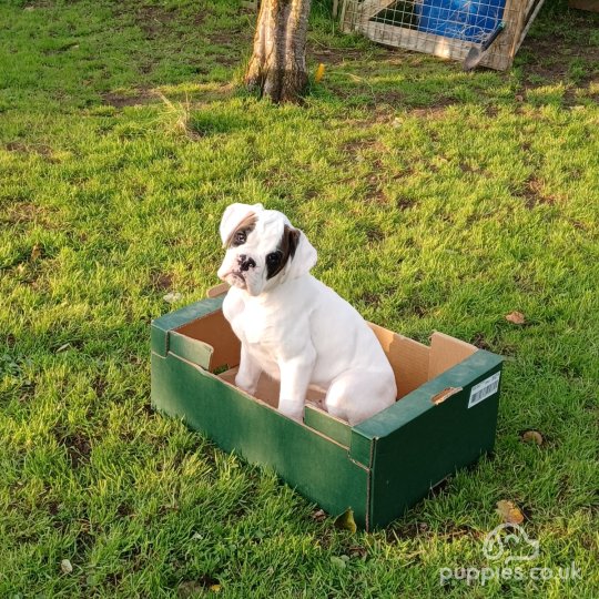 Boxer - Dogs