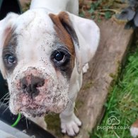 Boxer - Dogs