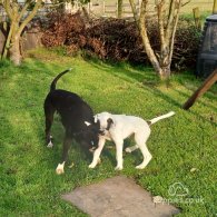 Boxer - Dogs