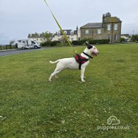 Bull Terrier - Both