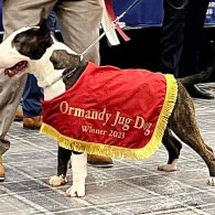 Bull Terrier - Both