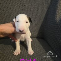 Bull Terrier - Both