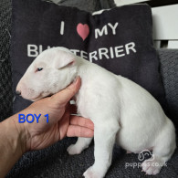 Bull Terrier - Both