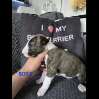 Bull Terrier - Both