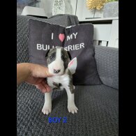 Bull Terrier - Both