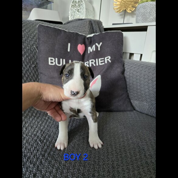 Bull Terrier - Both