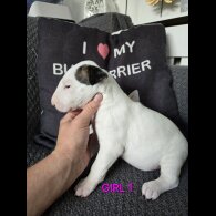 Bull Terrier - Both