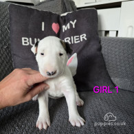 Bull Terrier - Both