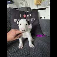 Bull Terrier - Both