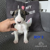 Bull Terrier - Both