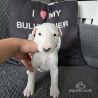 Bull Terrier - Both