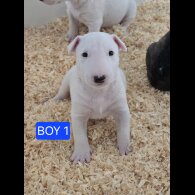 Bull Terrier - Both