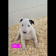 Bull Terrier - Both