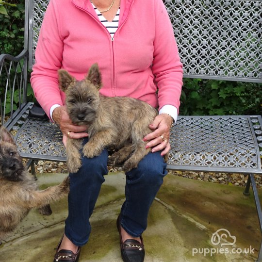 Cairn Terrier - Both