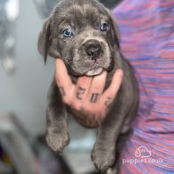 Cane Corso - Both