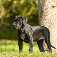 Cane Corso - Both