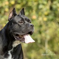 Cane Corso - Both