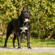 Cane Corso - Both