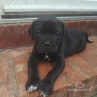 Cane Corso - Bitches