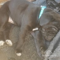 Cane Corso - Bitches