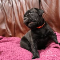 Cane Corso - Both