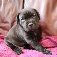 Cane Corso - Both