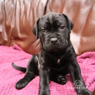 Cane Corso - Both