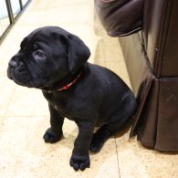 Cane Corso - Both