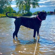 Cane Corso - Both